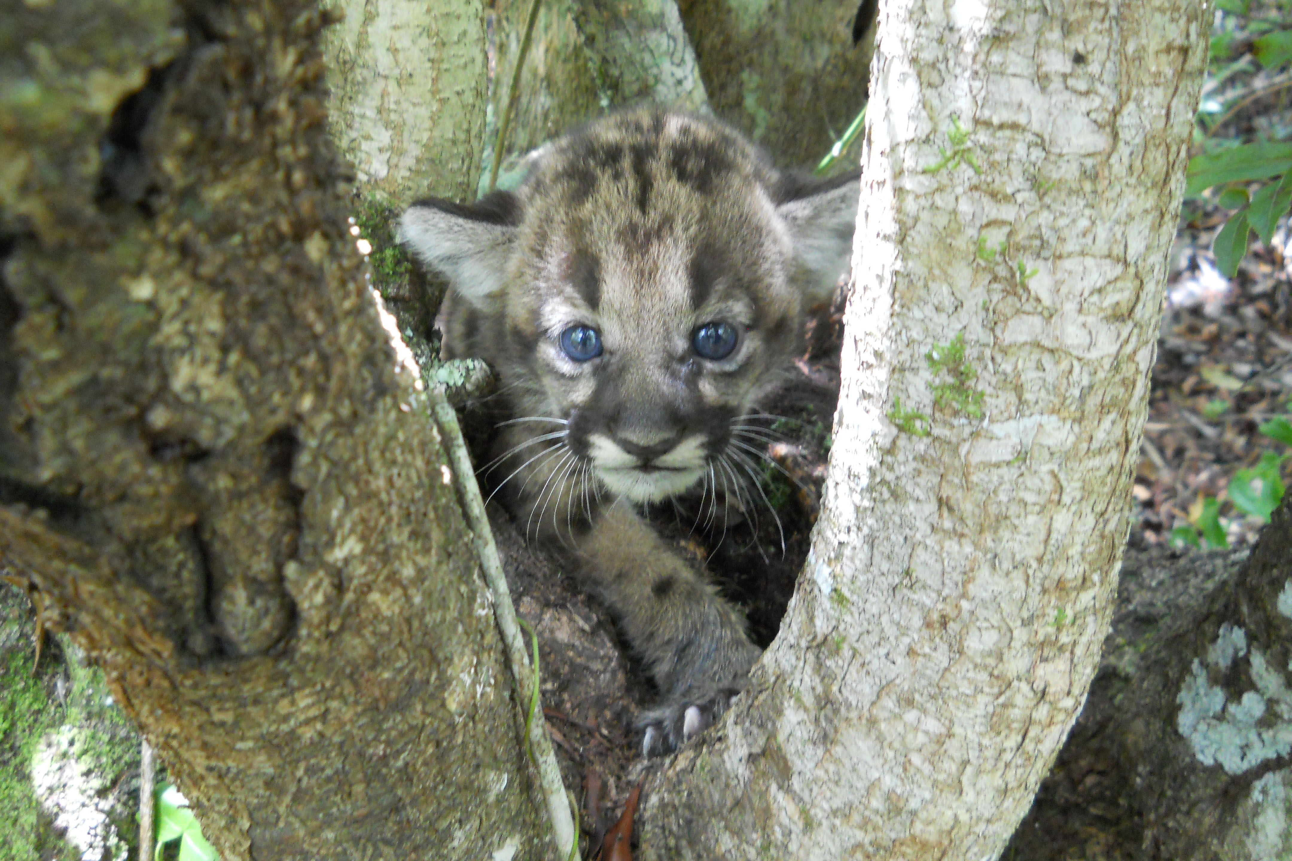 small tan panther kitten in the crook of a tree